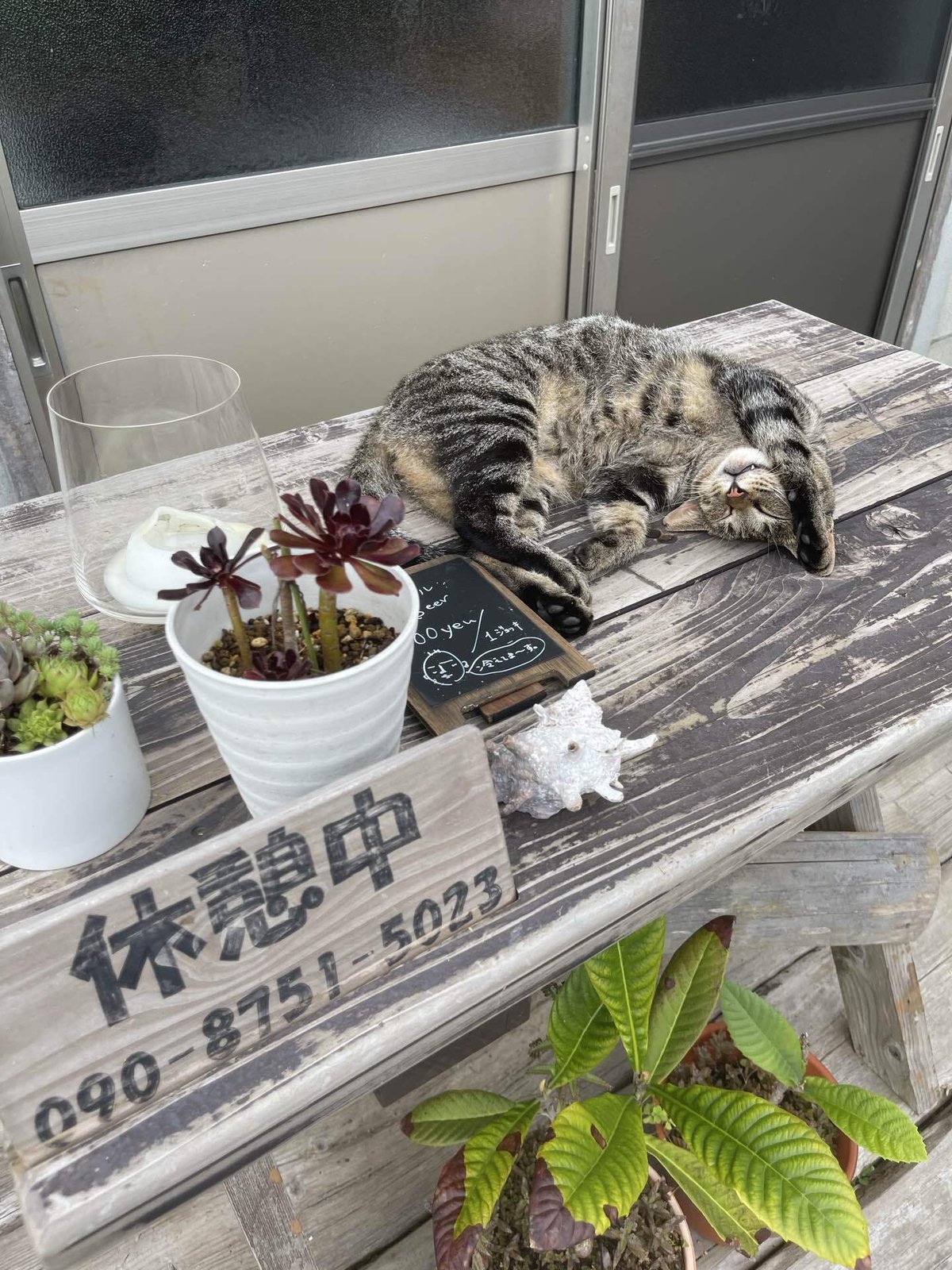 休憩中の看板の前、木のテーブルで気持ちよさそうに眠る猫